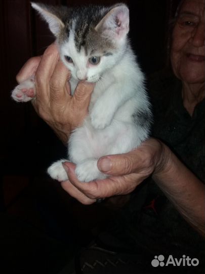 Котята в добрые руки даром