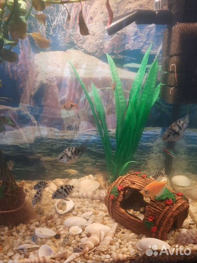 Аквариум