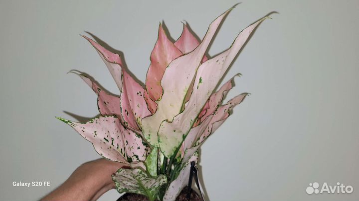 Аглаонема Rosy