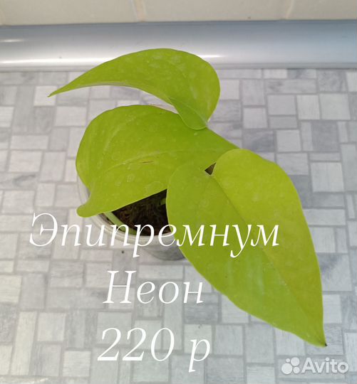 Сциндапсус