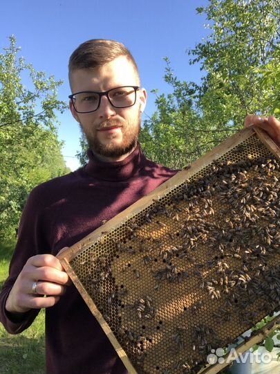 Пчеломатки бакфаст и карпатка