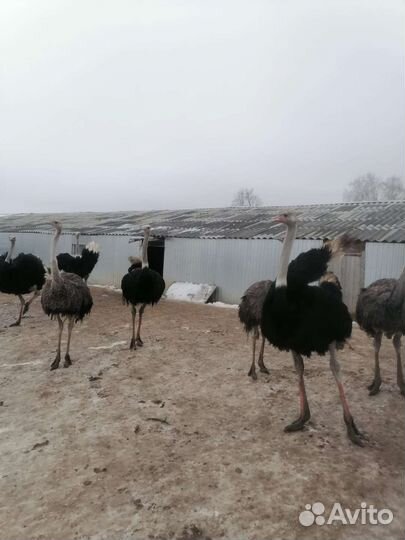 Страус Цыпленок