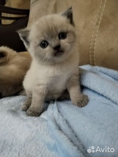 Шотландские котята