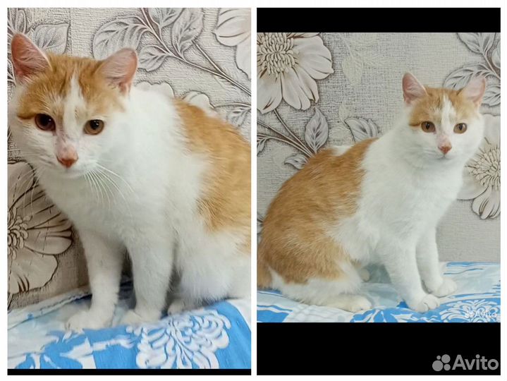 Котик рыжий