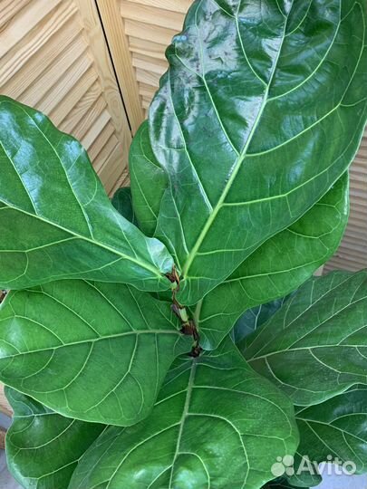 Фикус Лирата 160 см