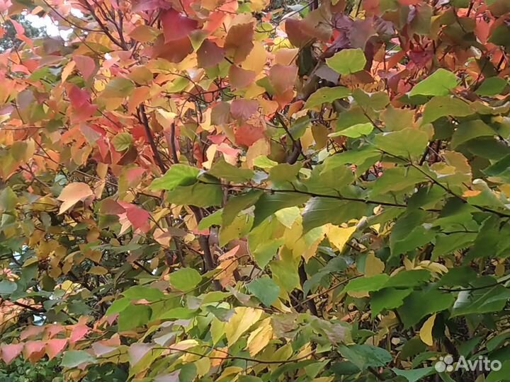 Семена - Лещина американская