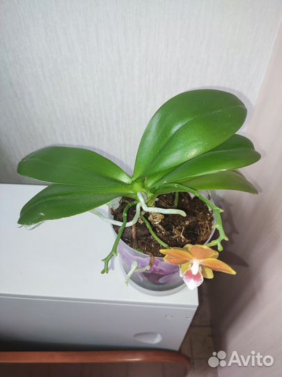 Орхидея мультифлора мини