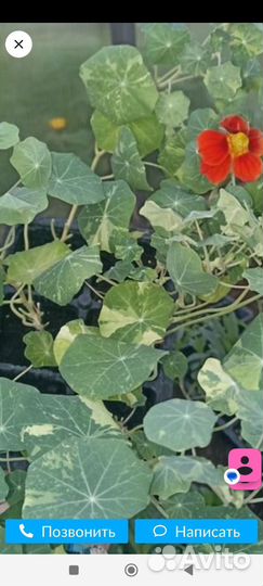 Настурция Аляска(рассада)