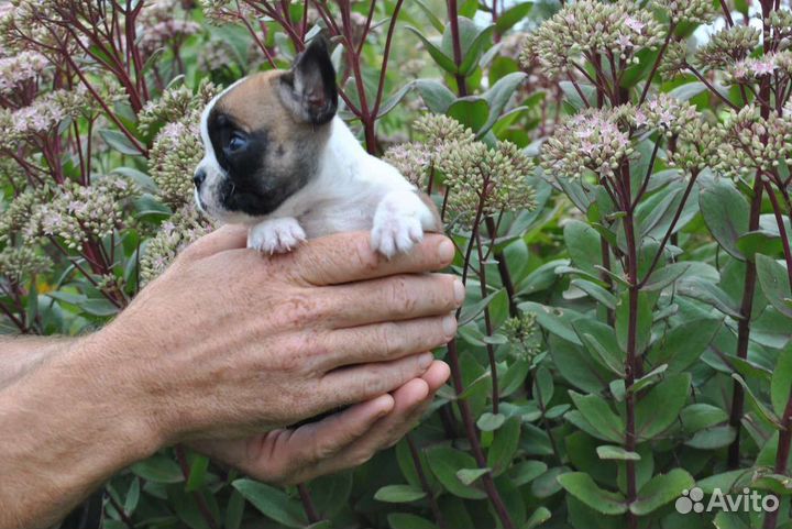 Малышка мини