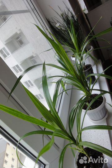 Хлорофитум драцена гибискус крассула