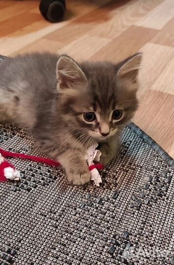 Котик в добрые руки