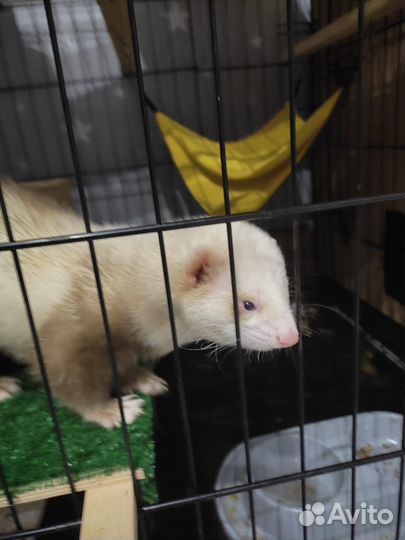 Хорек с клеткой