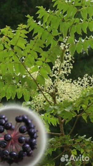 Аралия маньчжурская или 