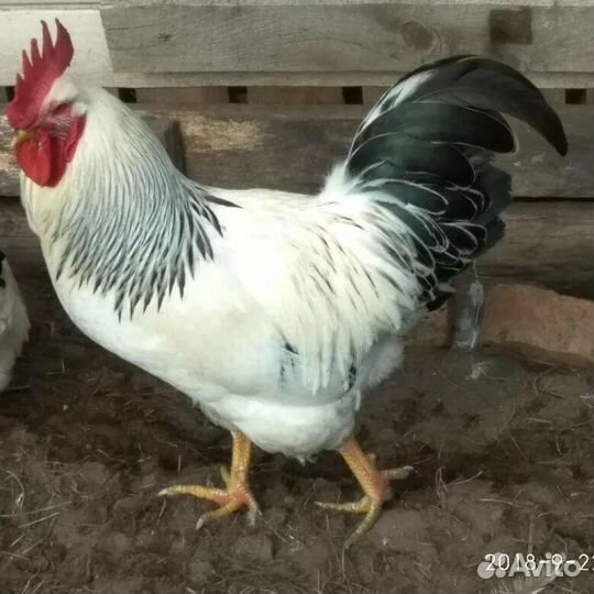 Петух Адлерский