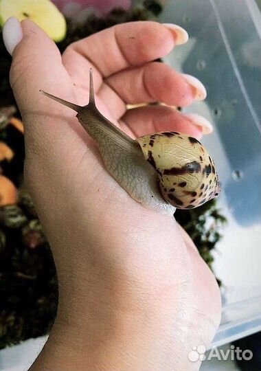 Улитки ахатины