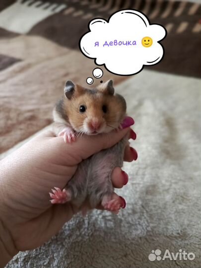 Сирийские хомячки с голландским геном - крупные