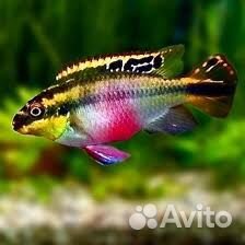 Продам мальков (пельвикахромис) и мальков гуппи