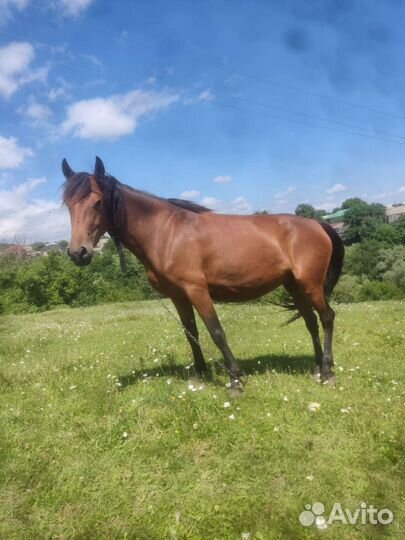 Кабыла с жеребенком