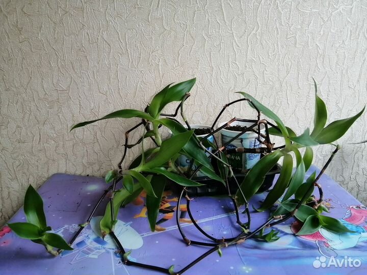 Растение золотой ус