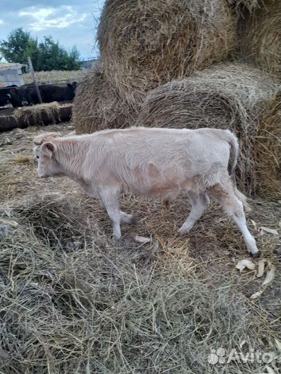 Телята бычки 5 6 месяцев