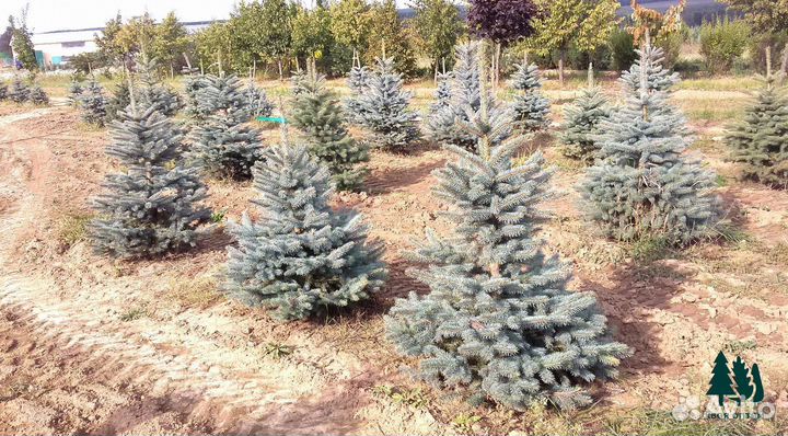 Ель голубая артикул М-43