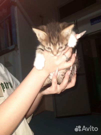 Кошки бесплатно