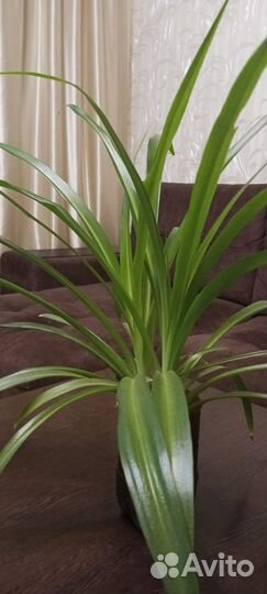 Хлорофитум