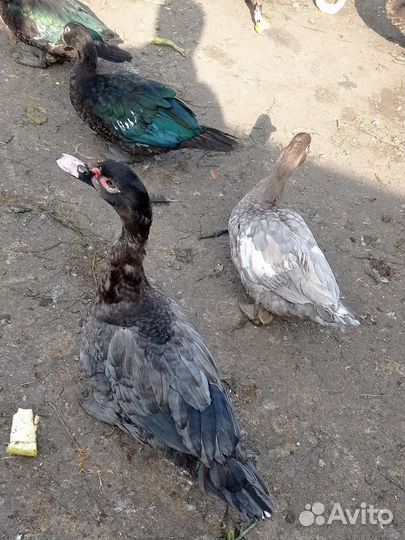 Индоутка мускусная утка