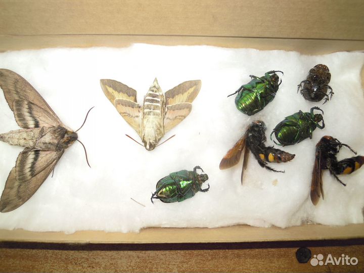 Засушенные насекомые для Натальи