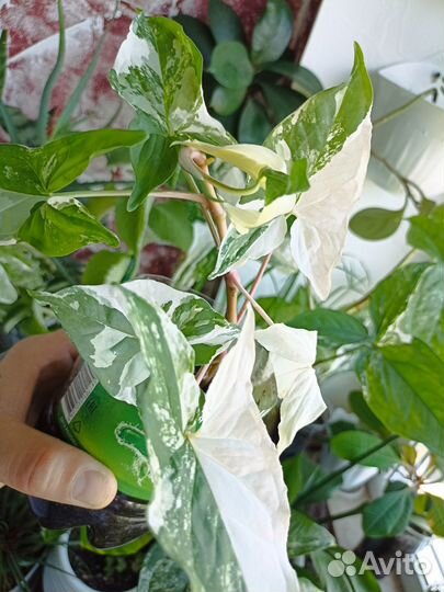 Сингониумы, фикусы, молочай, маракуйа, хлорофитум