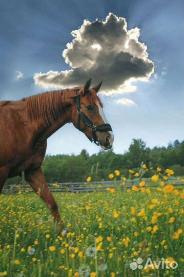 Конные прогулки