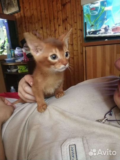 Приглашаем невесту на вязку)