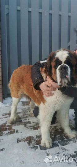 Сенбернар вязка