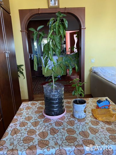 Лимонное дерево