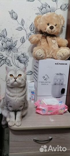 Шотландская