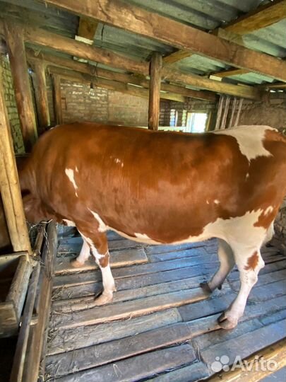 Телка 2 года