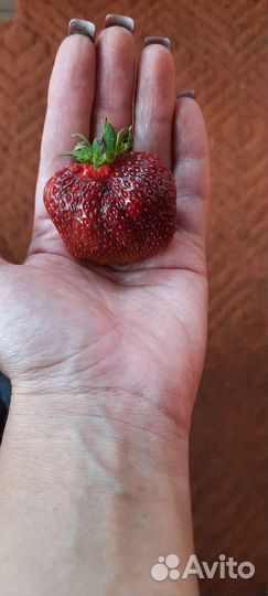 Саженцы клубники: фестивальная, машенька, купчиха