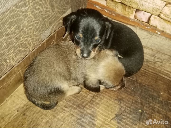 Щенки таксы бесплатно