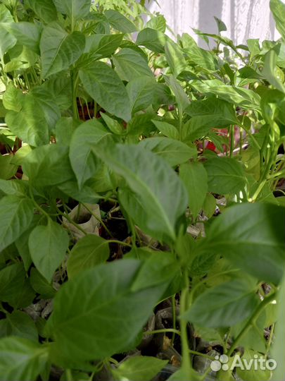 Рассада сладкого перца стаканчиках