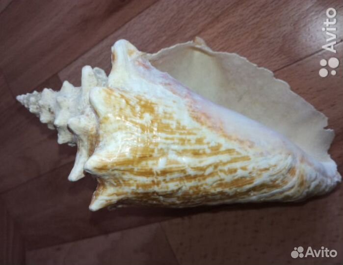 Морские ракушки