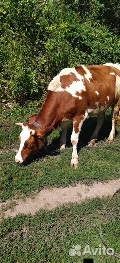 Коровы дойные