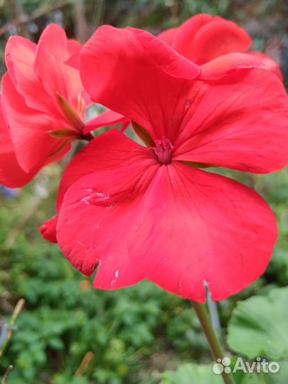 Пеларгония герань