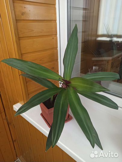 Традесканция рео