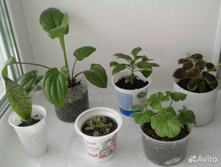 Отростки цветов набором 6 шт