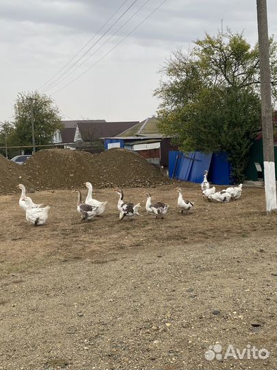 Гуси хормогорцы