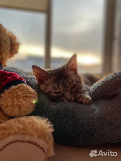 Передержка животных