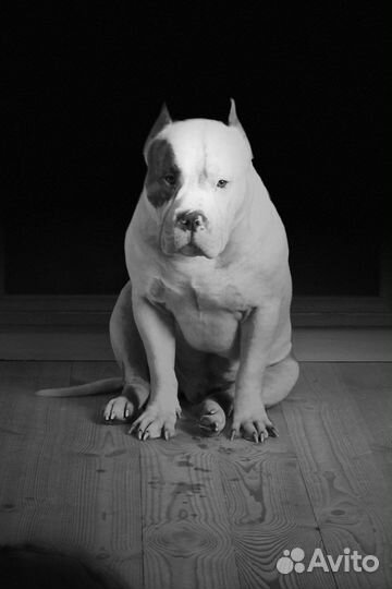 Американский булли XL кобель вязка