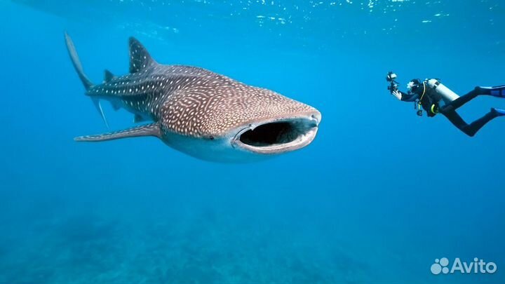 Отпугиватель для собак