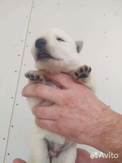 Белые Немцы бшо