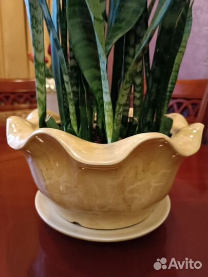 Сансевиерия. Щучий хвост